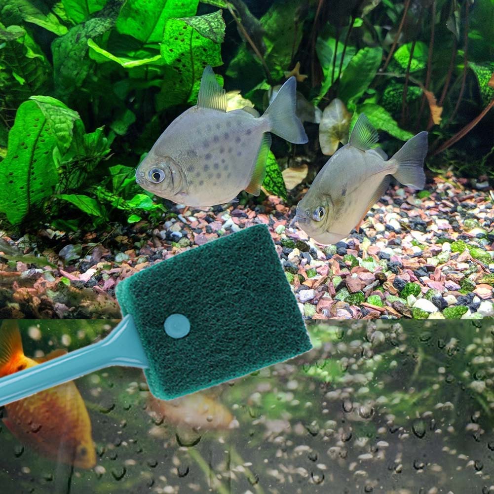 양면 어항 스펀지 클리너 긴 손잡이 수족관 조류 제거기 - Cleaner Fish Aquarium 리뷰 및 가격
