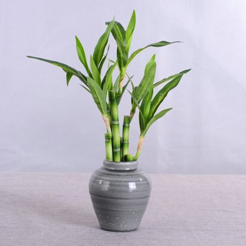 새로운 40cm 인조 행운나무 다육식물 가짜 꽃 녹색  - Aquarium Fish Saltwater 리뷰 및 가격