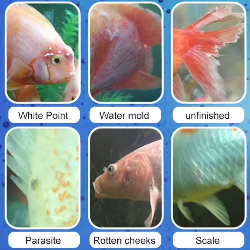 시케잔 어류 질병 치료 및 질소화 세균 |   담수/해 - Aquarium Fishing 리뷰 및 가격