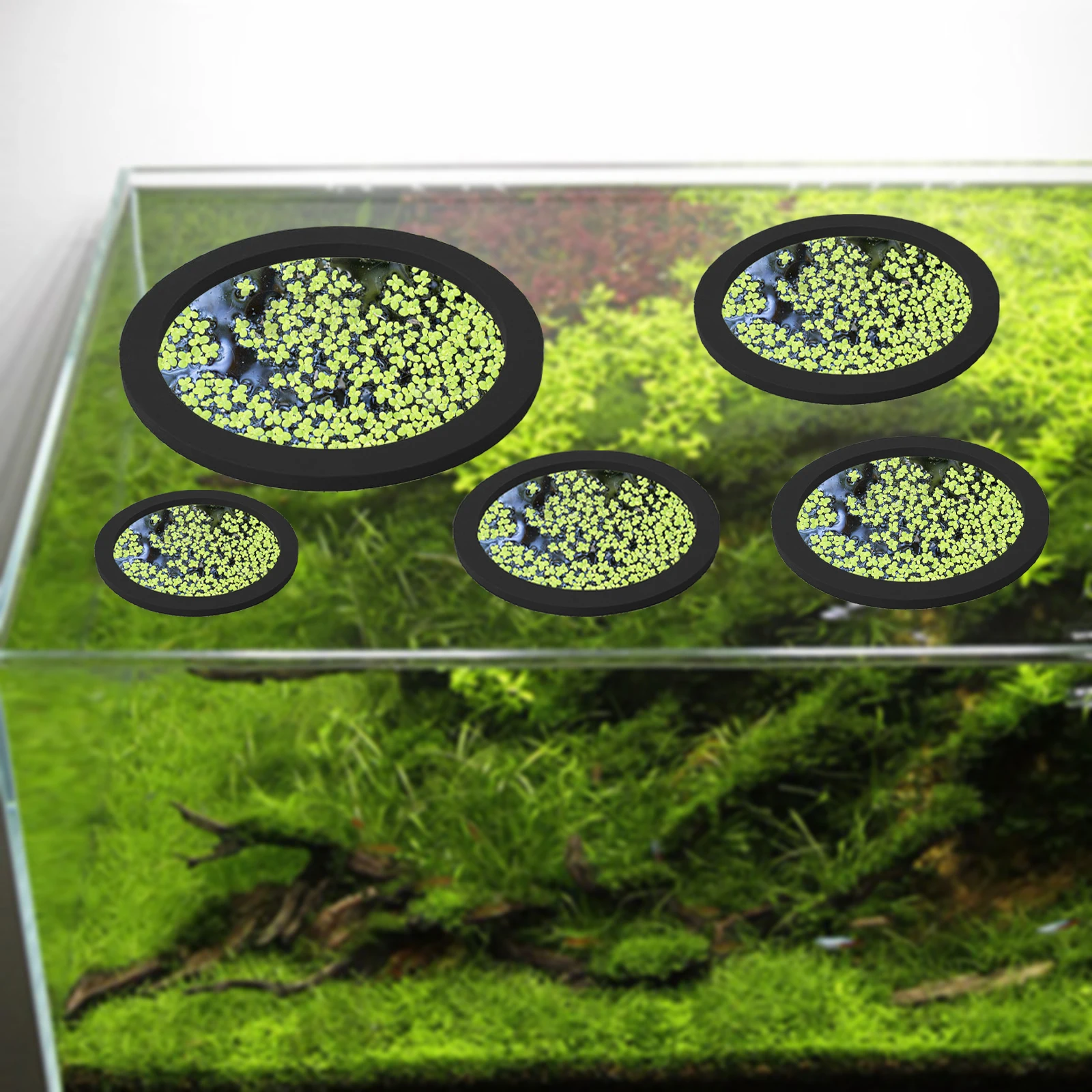 EVA 물고기 먹이 고리 수족관 플로팅 식물, 코랄 어 - Aquarium Fish Gallery 리뷰 및 가격